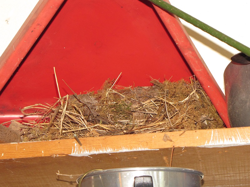carolina wren nest